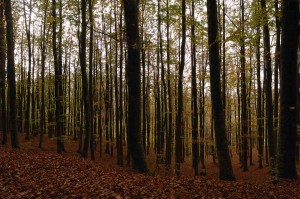 Ambiente e paesaggio nuove frontiere di tutela