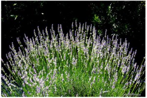 lavanda